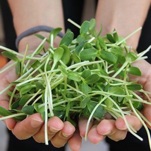 נבטוטים - הנבטה איך מנביטים